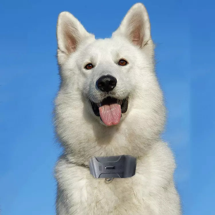 Pet Dog GPS Tracker in Neck Collar 4G LTE 14 Day Battery GEO Fence Alarm Notification Waterproof